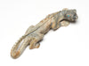 Whiptail Lizard