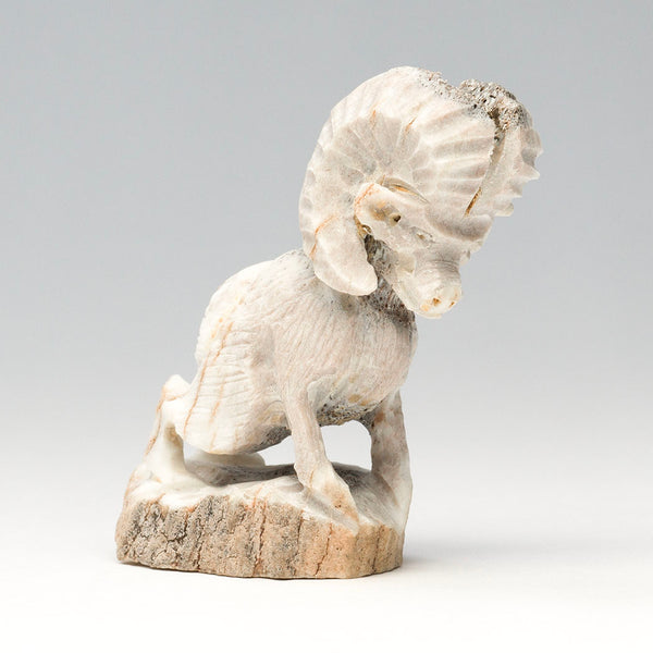 Raw Beauty Bighorn Sheep