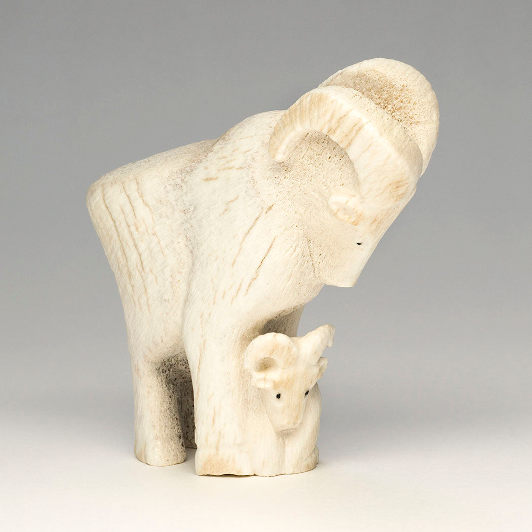 Mother Bighorn & Lamb