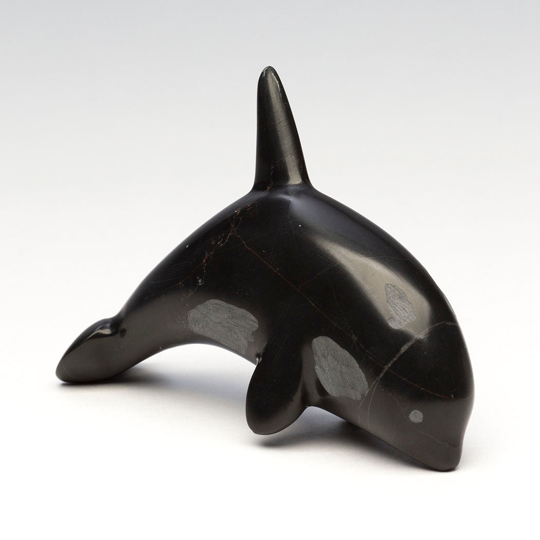 Elder Matriarch Orca