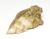 Master Of Disguise Horned Lizard