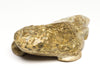 Master Of Disguise Horned Lizard