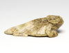 Master Of Disguise Horned Lizard