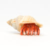 Charming Shell-Dweller