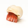 Charming Shell-Dweller