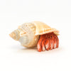 Charming Shell-Dweller
