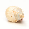 Charming Shell-Dweller