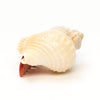 Charming Shell-Dweller