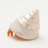 Adorable Hermit Crab