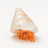 Adorable Hermit Crab