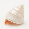 Adorable Hermit Crab