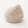 Adorable Hermit Crab