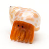 Homebody Hermit Crab