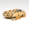 Horned Lizard Guide