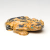 Horned Lizard Guide