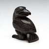 Observant Raven