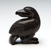 Observant Raven
