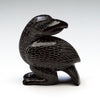 Observant Raven