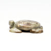 Pine Forest Turtle