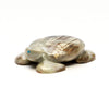 Pine Forest Turtle
