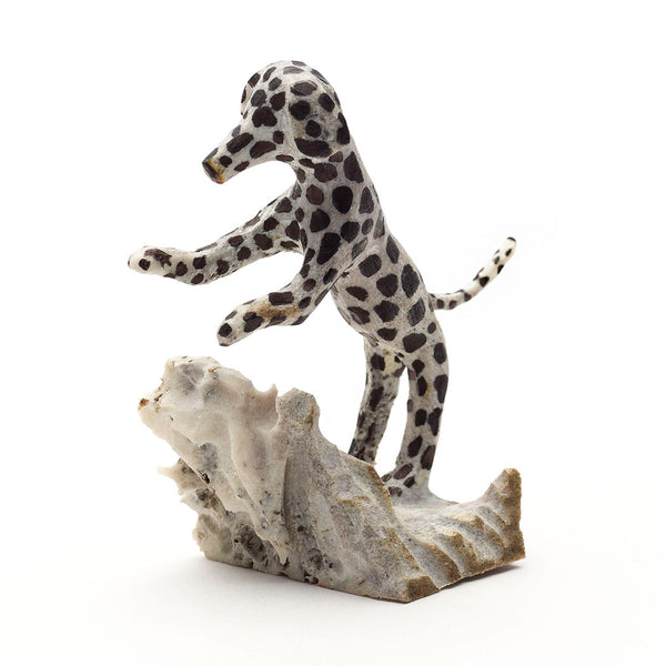 Playful Dalmatian