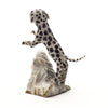 Playful Dalmatian
