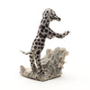 Playful Dalmatian