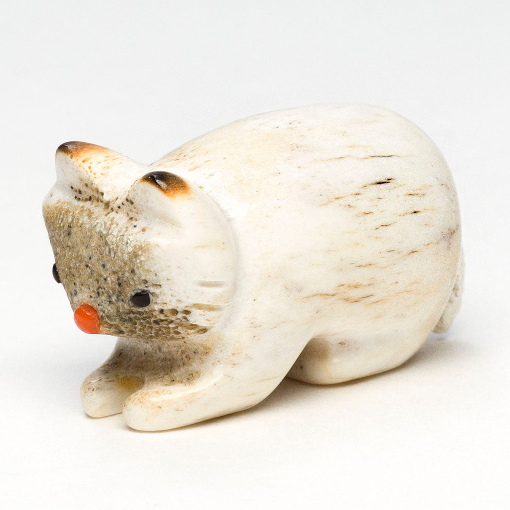 Darling Bobcat Kitten