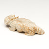 Blood-Eyed Warrior Horned Lizard