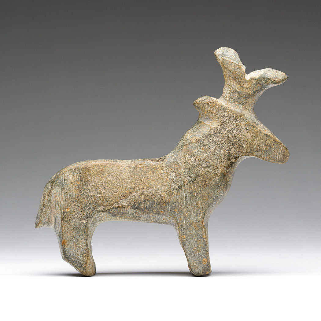 Indigenous Pronghorn