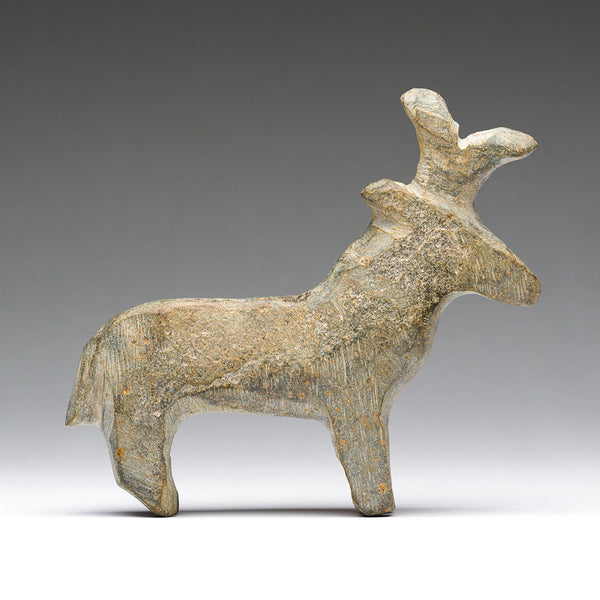 Indigenous Pronghorn