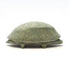 Terra Firma Turtle
