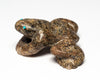 Mount Lemmon Frog