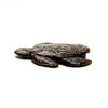 Sparkling Biotite Sea Turtle