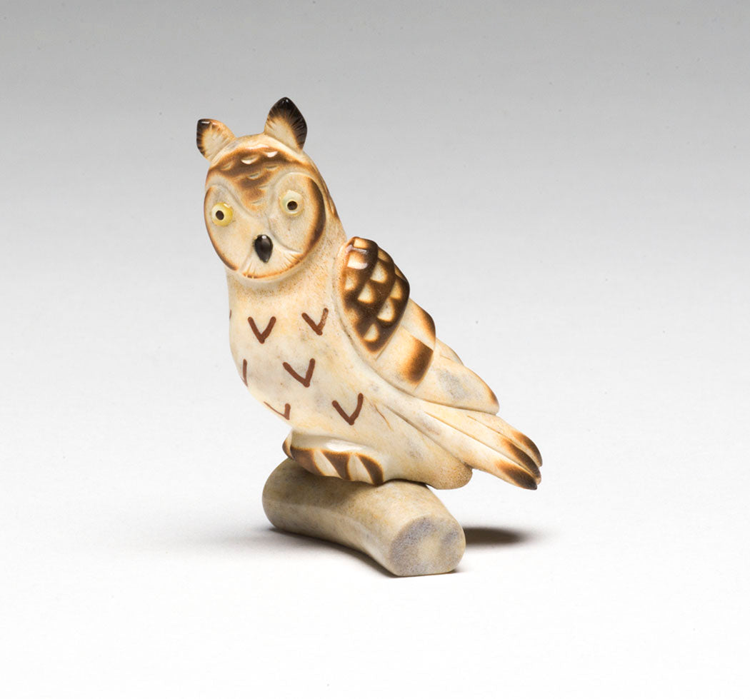 Perched Conifer Owl