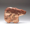 Cinnamon Bear