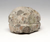 Natural Aggregate Rock Reptile