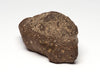 Snapping Turtle