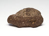 Snapping Turtle