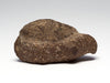 Snapping Turtle