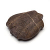 Timeless Traveler Turtle