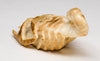 Fossilized Ivory Scorpion